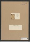 Triceratium subcornutum Grun. (de-Toni-Nr.: Genus 137, Species 3660) Zeichnungen Sammlung Grunow Nr. 7149 (NHMW-BOT-W0376120)